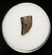 Dromaeosaur (Raptor) Tooth - Montana #8680-1